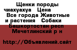 Щенки породы чиахуахуа › Цена ­ 12 000 - Все города Животные и растения » Собаки   . Башкортостан респ.,Мечетлинский р-н